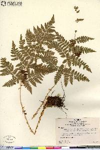 Dryopteris campyloptera image