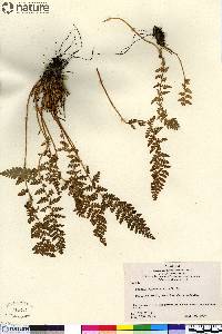 Woodsia ilvensis image