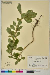 Crataegus punctata image