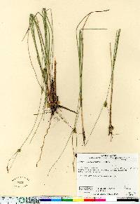 Carex oligosperma image