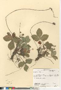 Fragaria vesca image