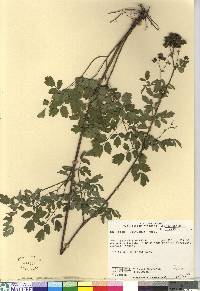 Thalictrum pubescens image