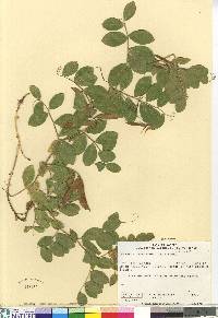 Lathyrus japonicus image