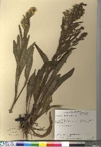 Solidago sempervirens image