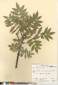 Sorbus americana image