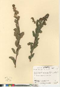 Spiraea latifolia image