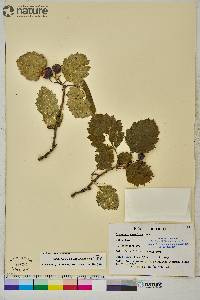 Crataegus submollis image