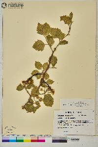 Crataegus punctata image