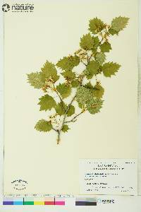 Crataegus flabellata image