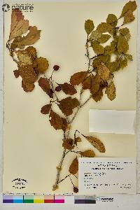 Crataegus punctata image