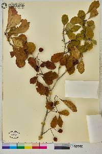 Crataegus punctata image