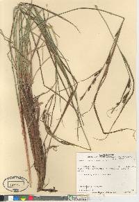 Carex lenticularis image