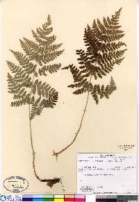 Dryopteris campyloptera image