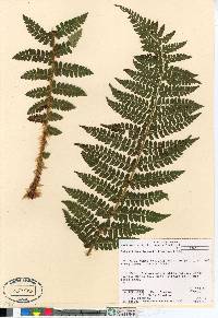 Polystichum braunii image