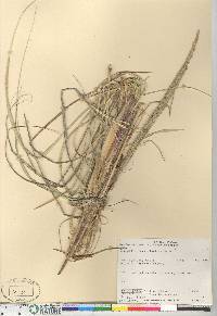 Ammophila breviligulata image