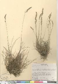 Festuca rubra image