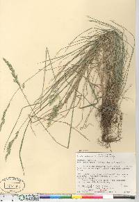 Festuca rubra image