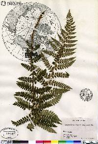 Polystichum braunii image