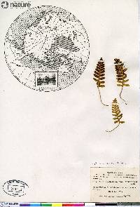Polypodium hesperium image