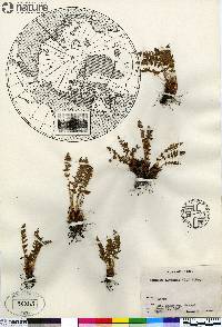 Woodsia ilvensis image