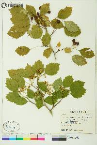 Crataegus flabellata image