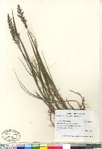 Calamagrostis pickeringii image