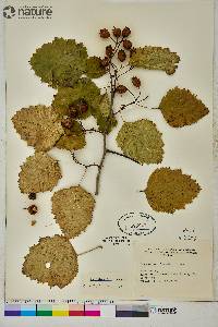 Crataegus submollis image