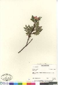 Rosa nitida image