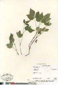 Rubus pubescens image