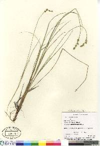 Carex echinata image