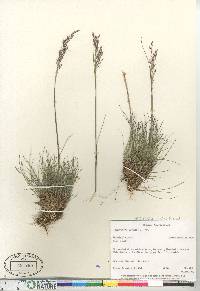 Deschampsia flexuosa image