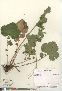 Geum macrophyllum image