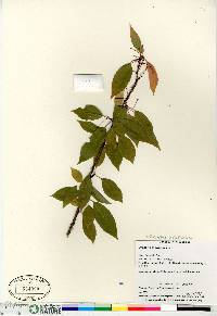 Prunus pensylvanica image