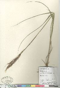 Spartina pectinata image