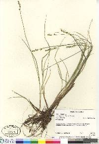 Carex canescens subsp. disjuncta image