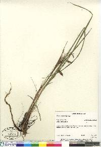 Carex paleacea image