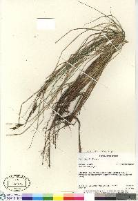 Carex nigra image