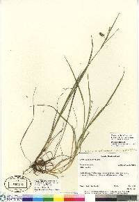 Carex magellanica subsp. irrigua image