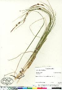 Carex oligosperma image