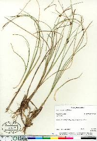 Carex oligosperma image