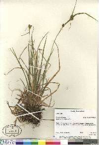 Carex flava image