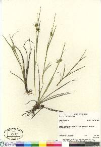 Carex michauxiana image