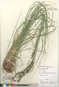 Carex lenticularis image