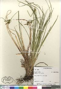 Carex flava image