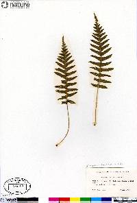 Polypodium glycyrrhiza image