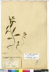 Erysimum cheiranthoides subsp. cheiranthoides image