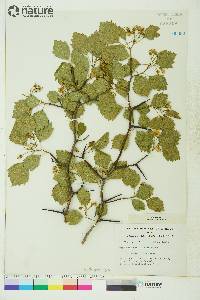 Crataegus chrysocarpa image