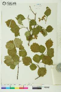 Crataegus chrysocarpa image