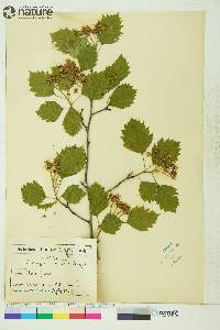 Crataegus densiflora image