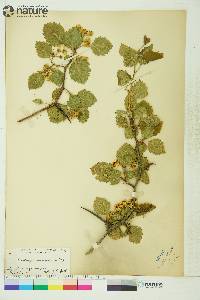 Crataegus canadensis image